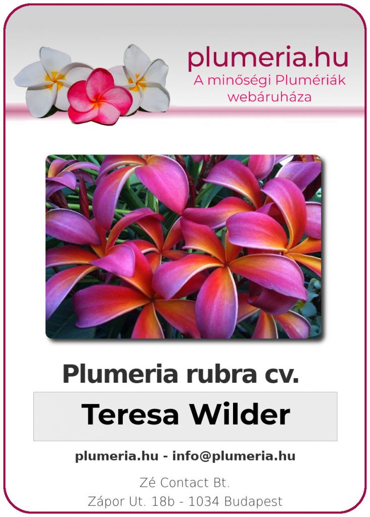Plumeria rubra "Teresa Wilder"