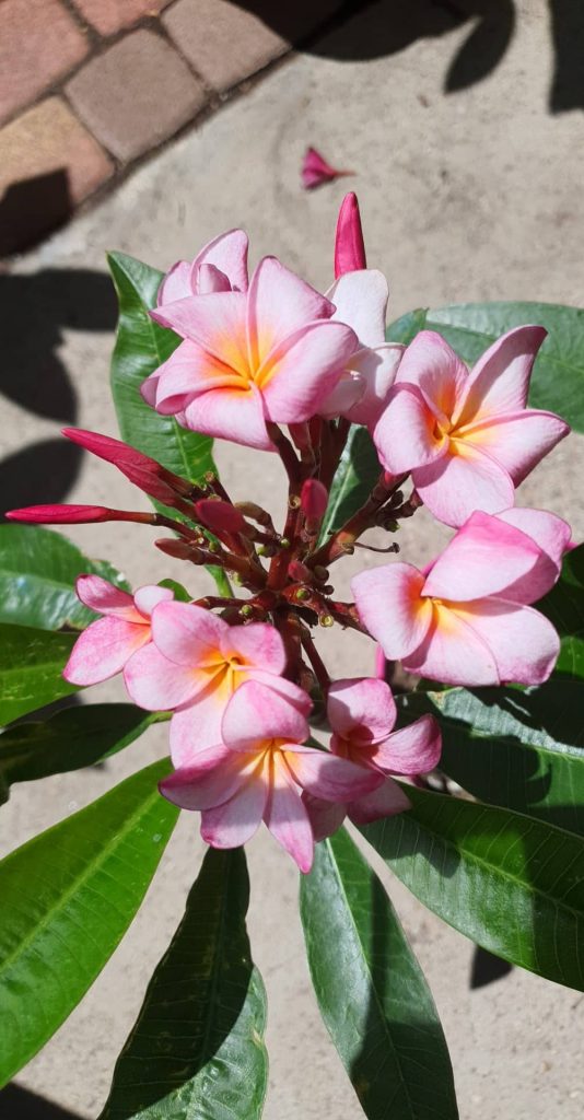 Napi növény ajanlat - Plumeria rubra "Piccadilly", virágzó
