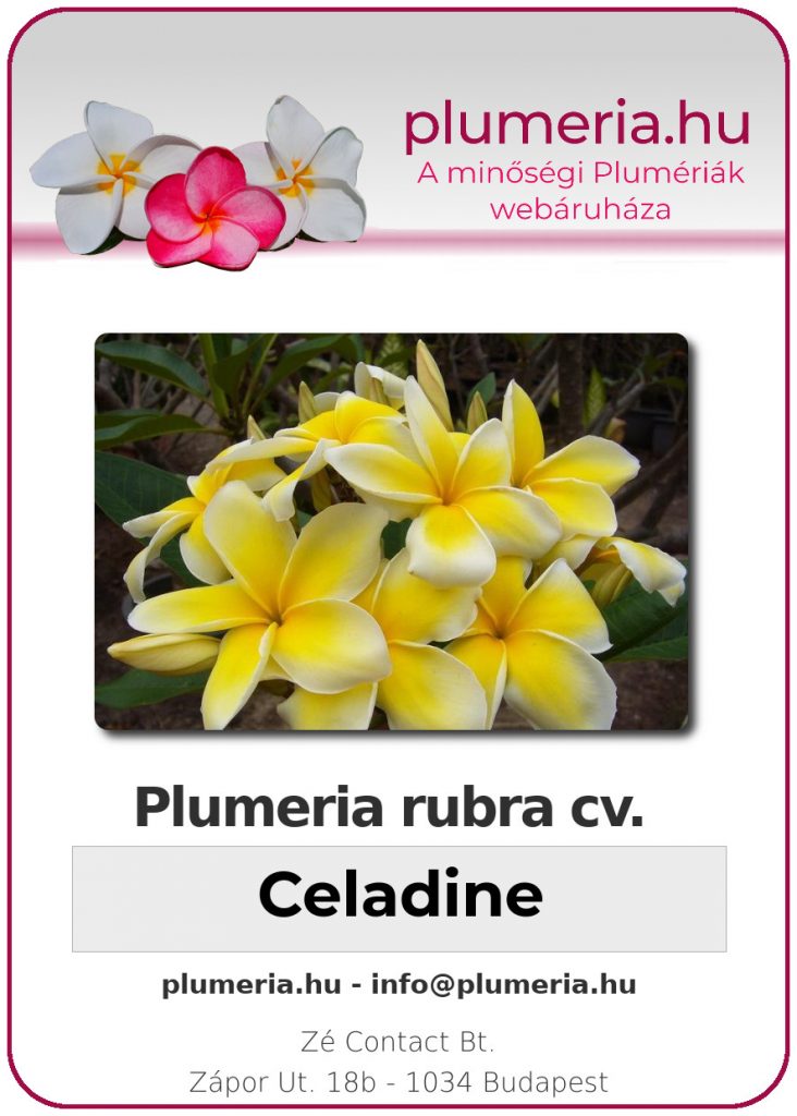 Plumeria rubra "Celadine"