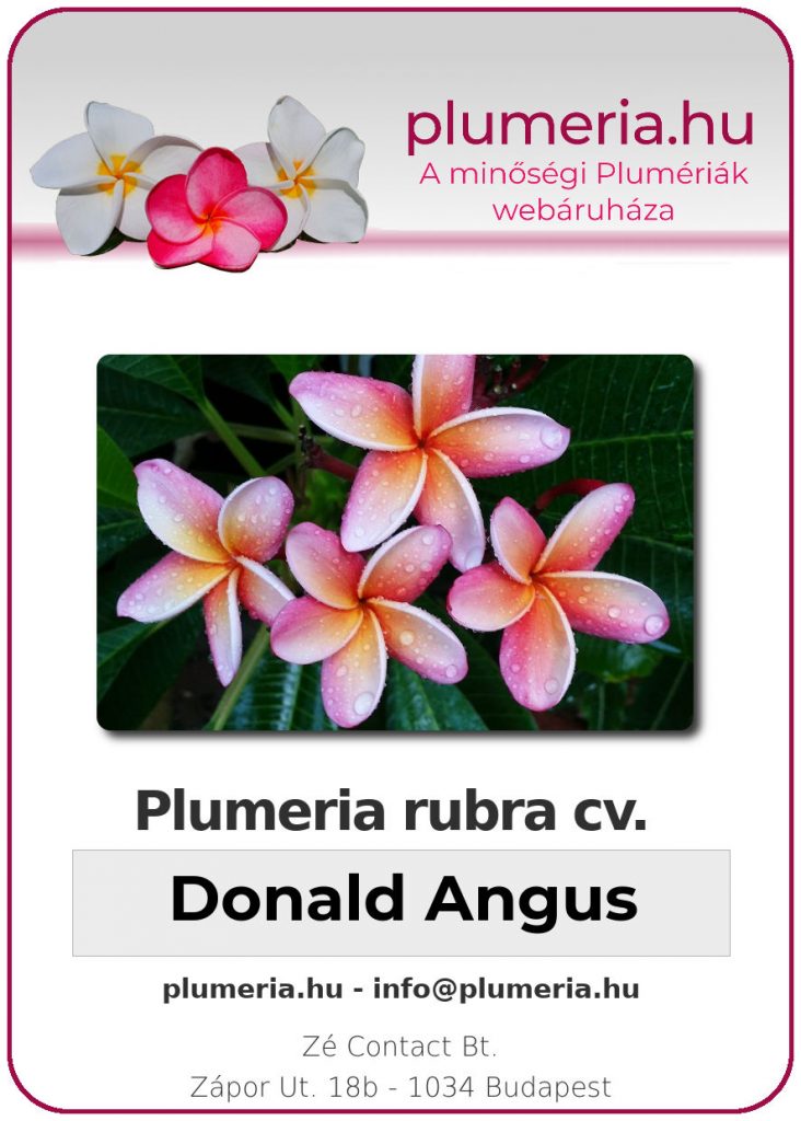 Plumeria rubra "Donald Angus"
