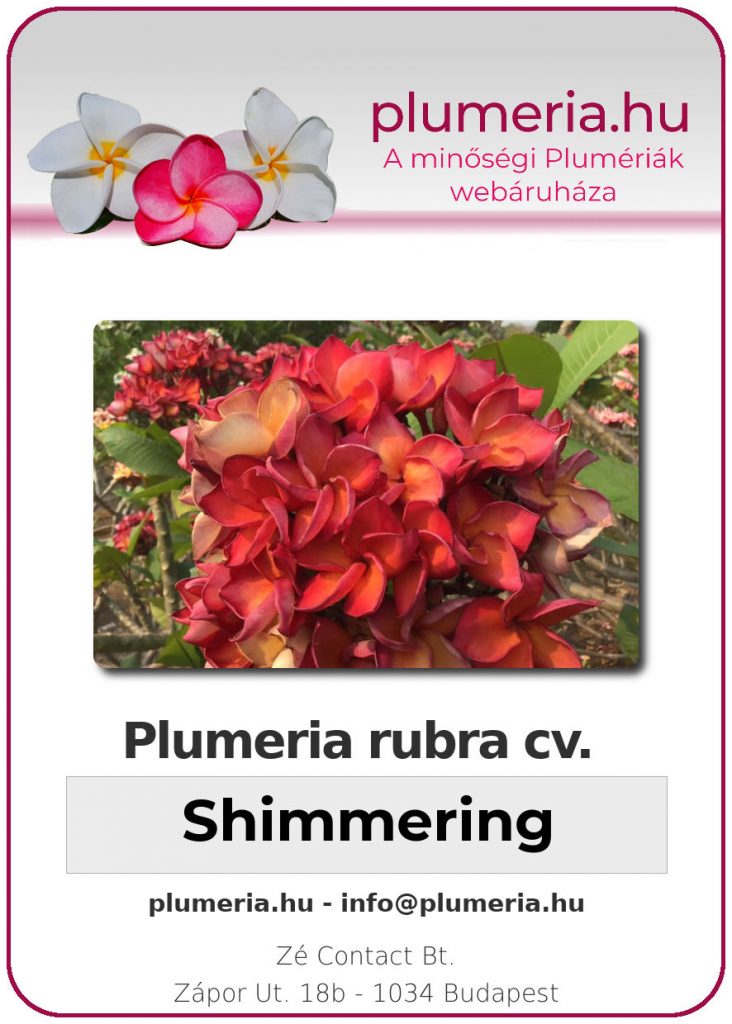 Plumeria rubra "Shimmering"