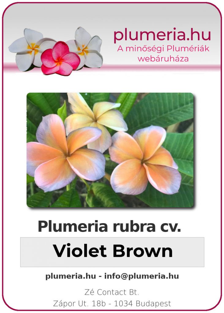 Plumeria rubra "Violet Brown"