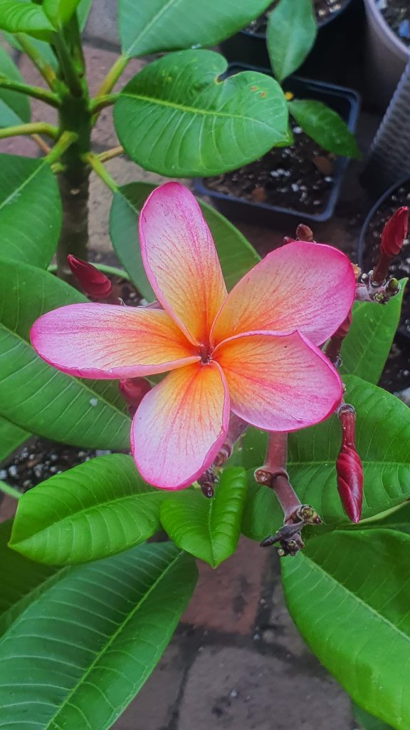 Napi növény ajanlat - Plumeria rubra "Temptation", virágzó