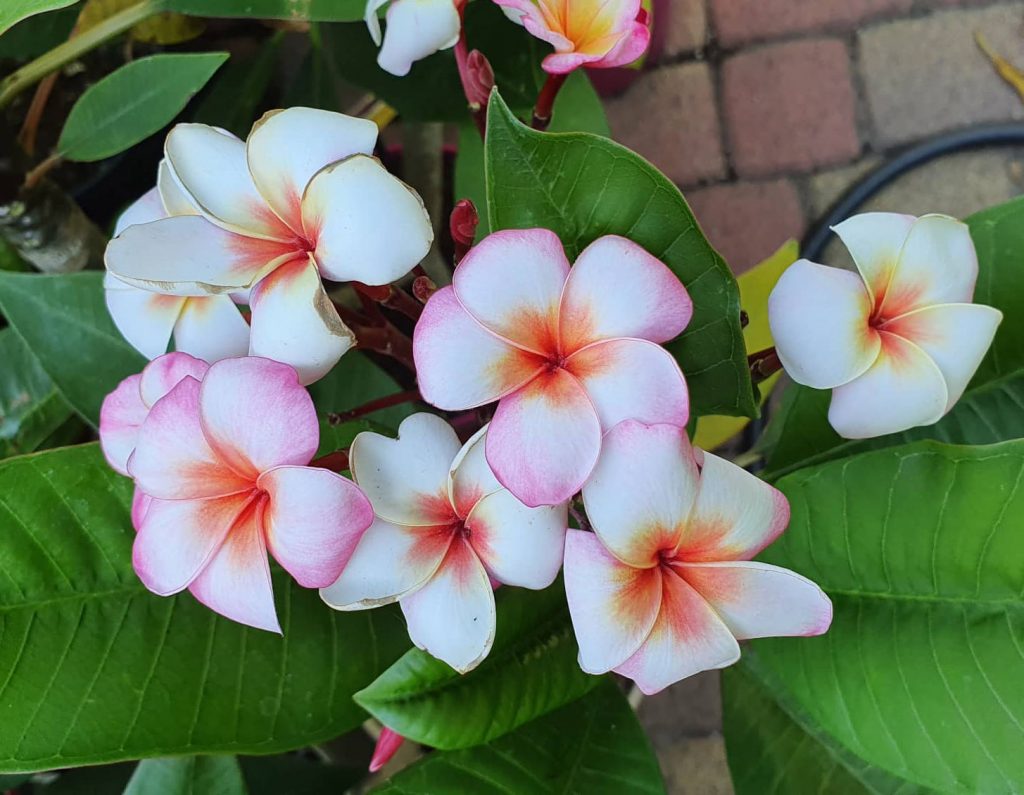 Napi növény ajanlat - Plumeria rubra "Thumbalina", virágzó