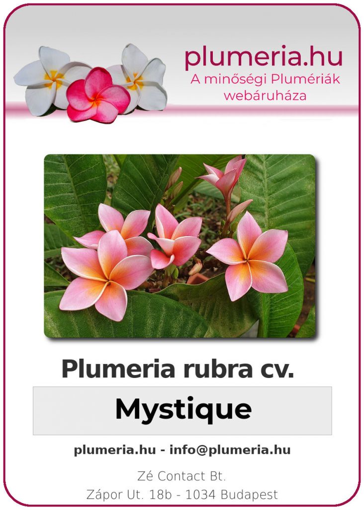 Plumeria rubra "Mystique"