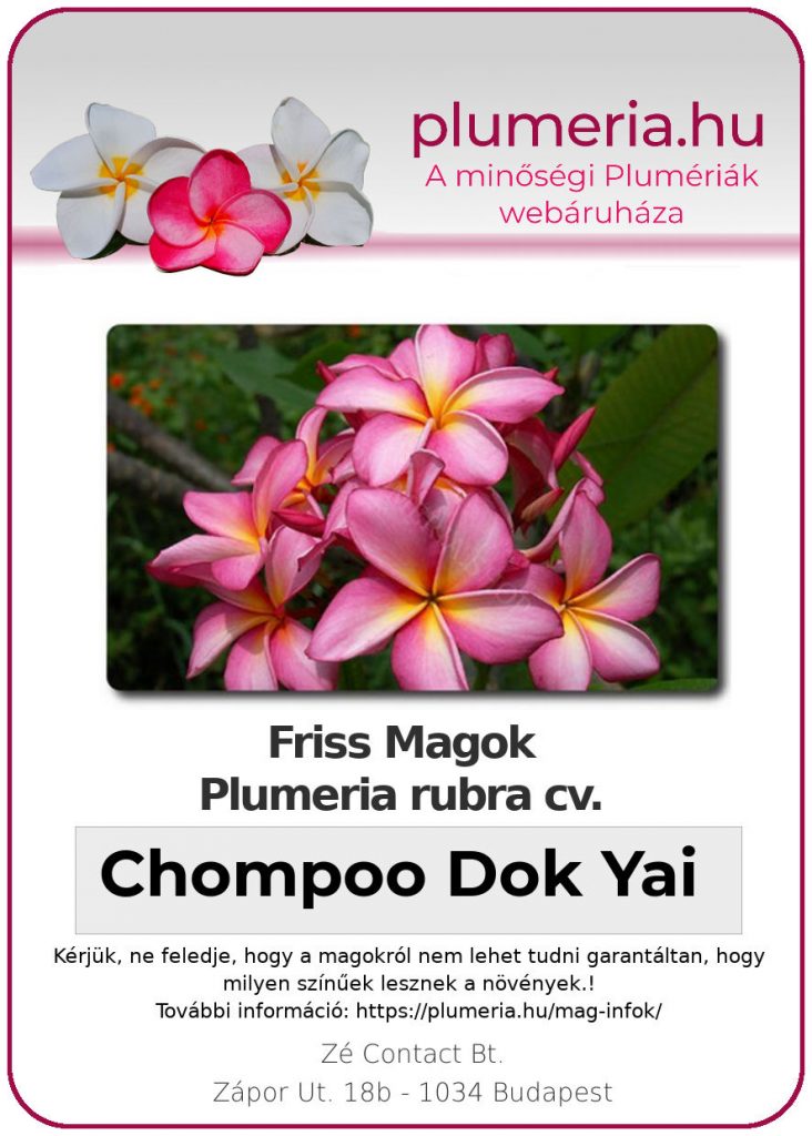 Plumeria rubra "Chompoo Dok Yai"