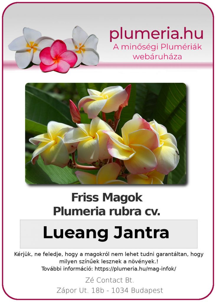 Plumeria rubra "Lueang Jantra"