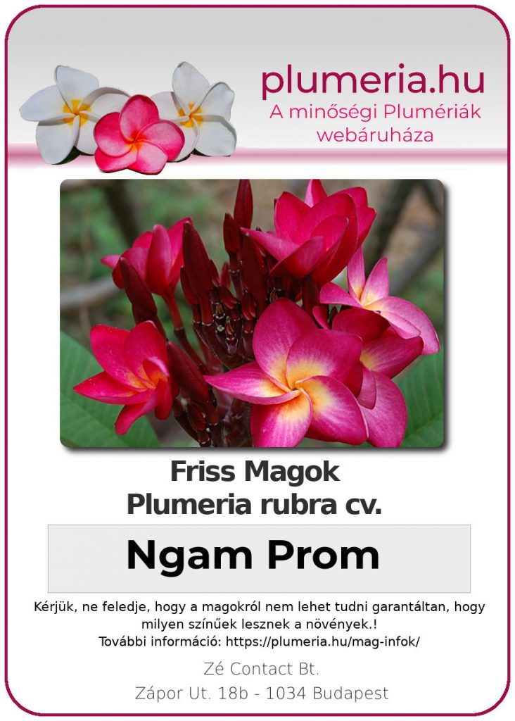 Plumeria rubra "Ngam Prom"