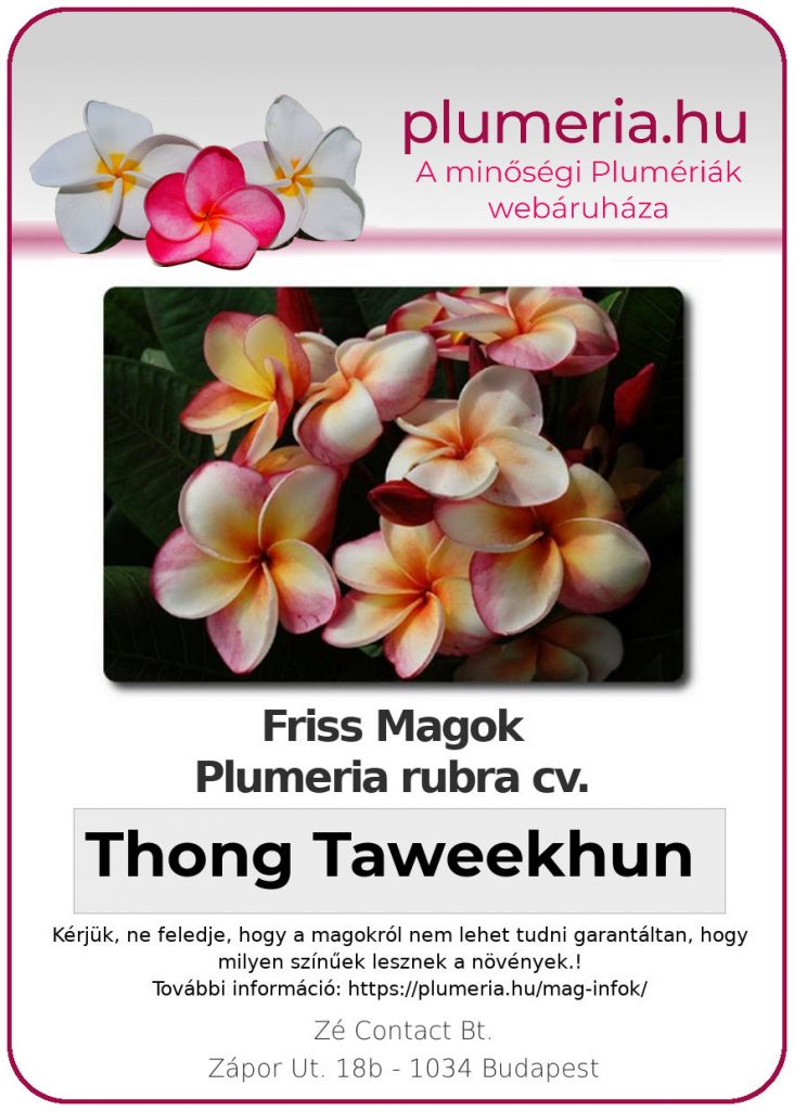 Plumeria rubra "Thong Taweekhun"
