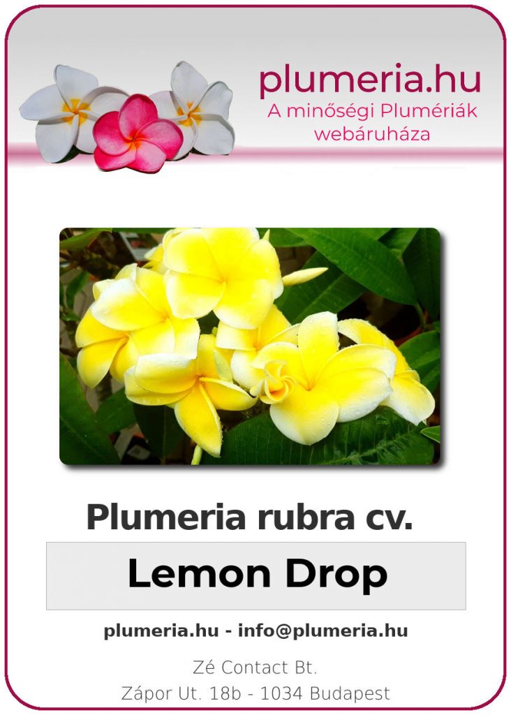 Plumeria rubra "Lemon Drop"