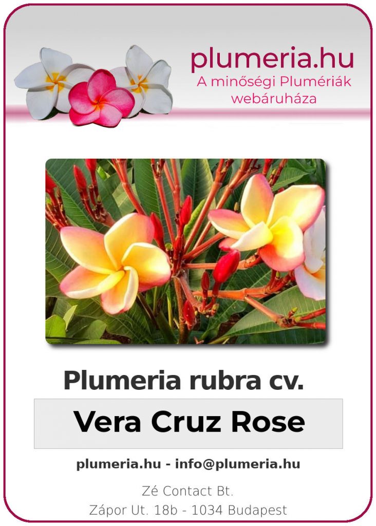 Plumeria rubra "Vera Cruz Rose" - dugvány