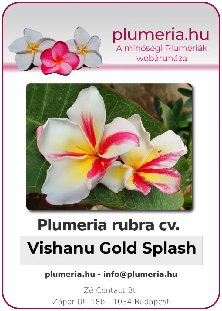 Plumeria rubra "Vishanu Gold Splash" - dugvány