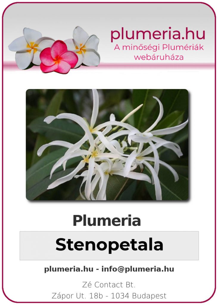 Plumeria Stenopetala