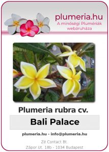 Plumeria rubra - "Bali Palace"