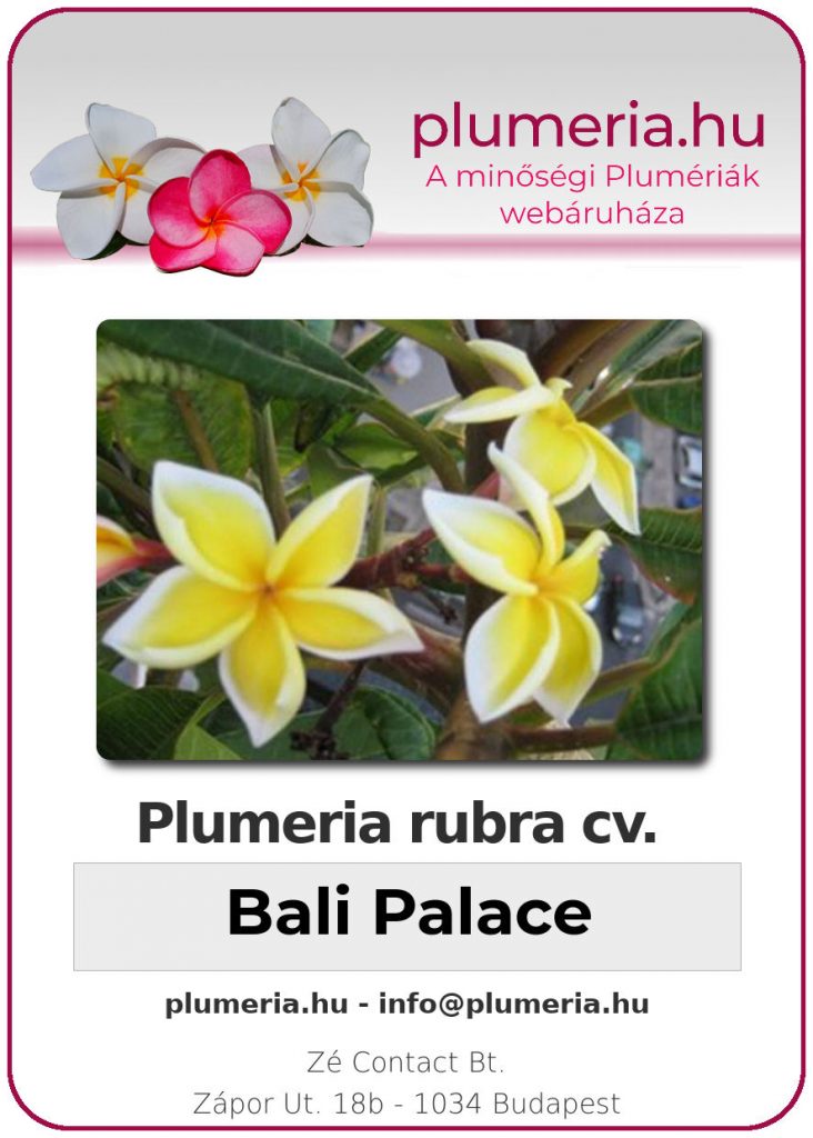 Plumeria rubra "Bali Palace"