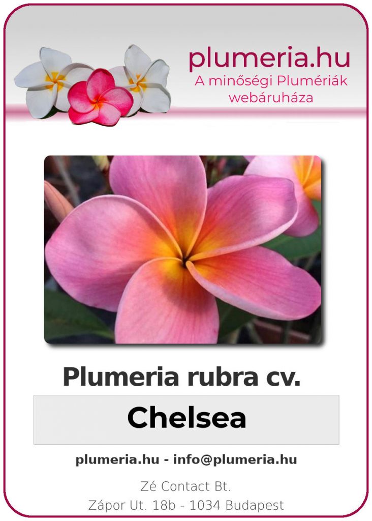 Plumeria rubra "Chelsea"