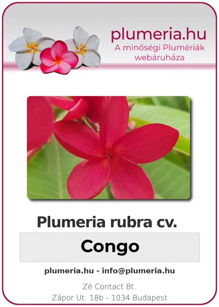 Plumeria rubra "Congo"