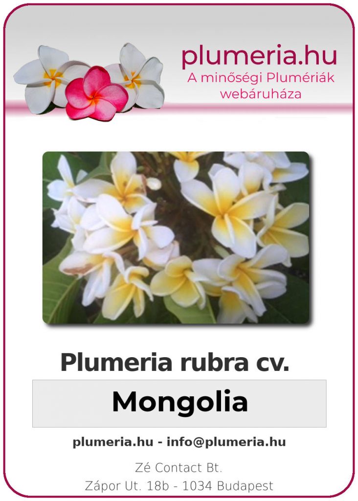 Plumeria rubra "Mongolia"