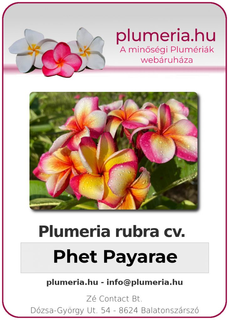 Plumeria rubra "Phet Payarae"