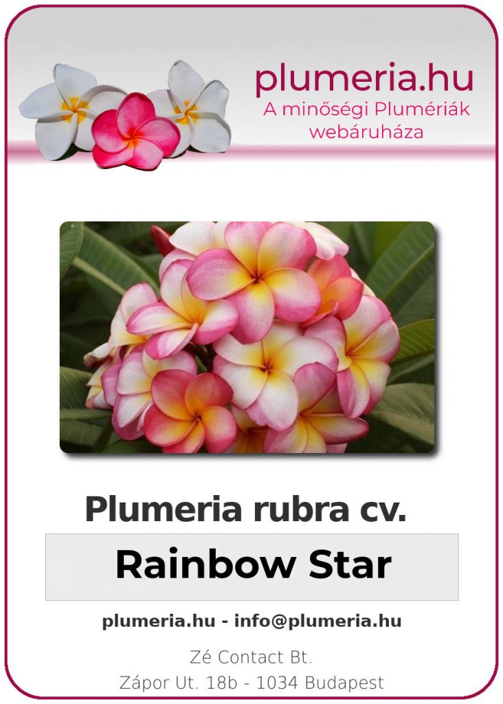 Plumeria rubra "Rainbow Star"