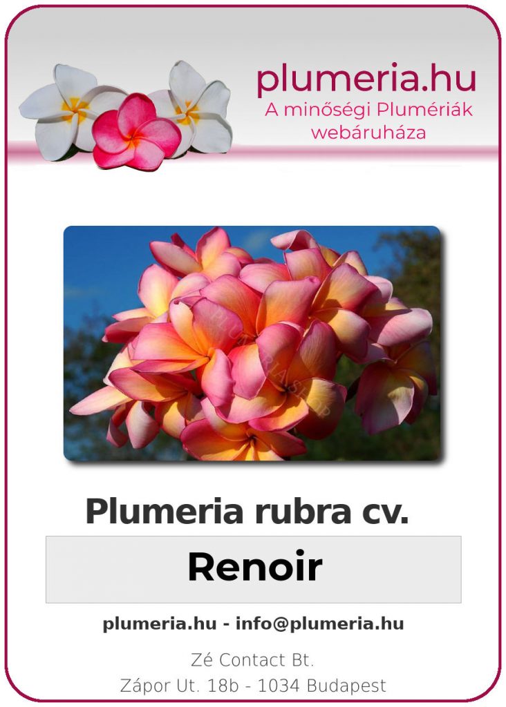 Plumeria rubra "Renoir"