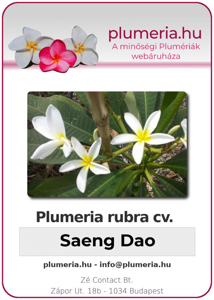 Plumeria rubra "Saeng Dao"
