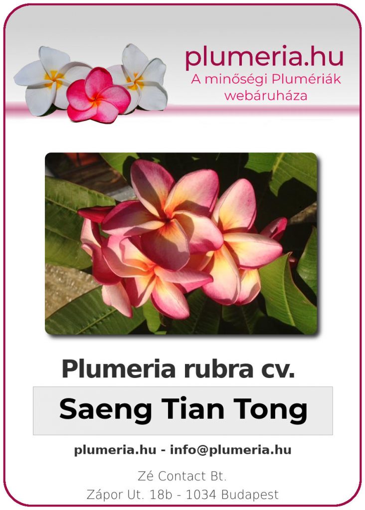 Plumeria rubra "Saeng Tian Tong"