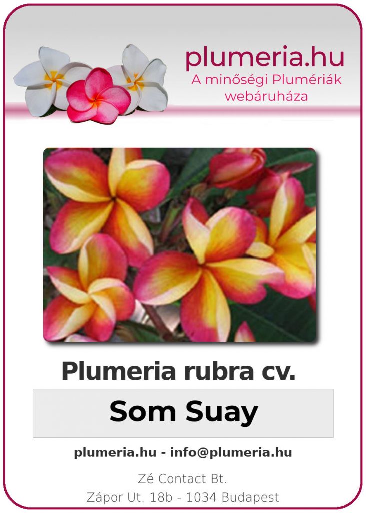 Plumeria rubra "Som Suay"
