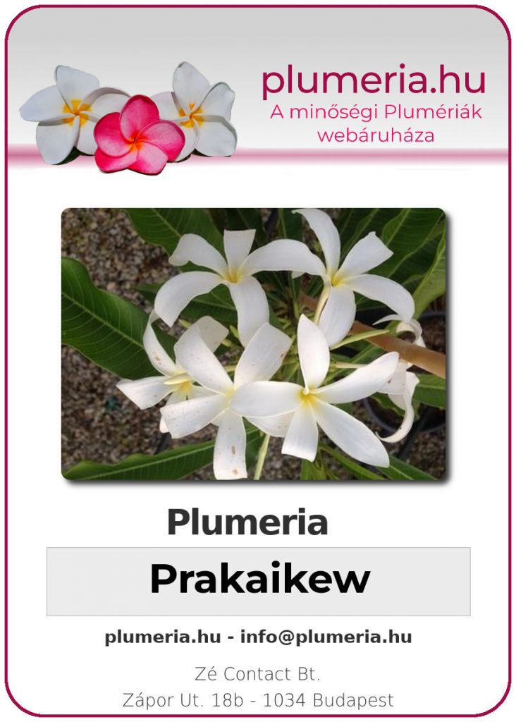 Plumeria "Prakaikew"