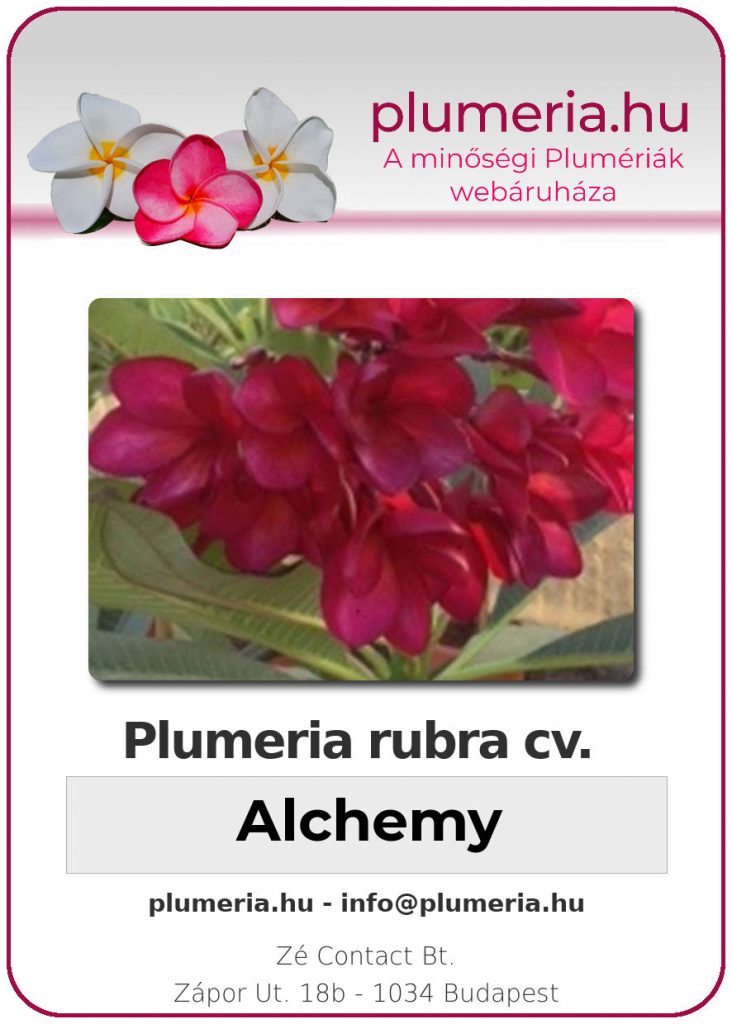 Plumeria rubra "Alchemy"
