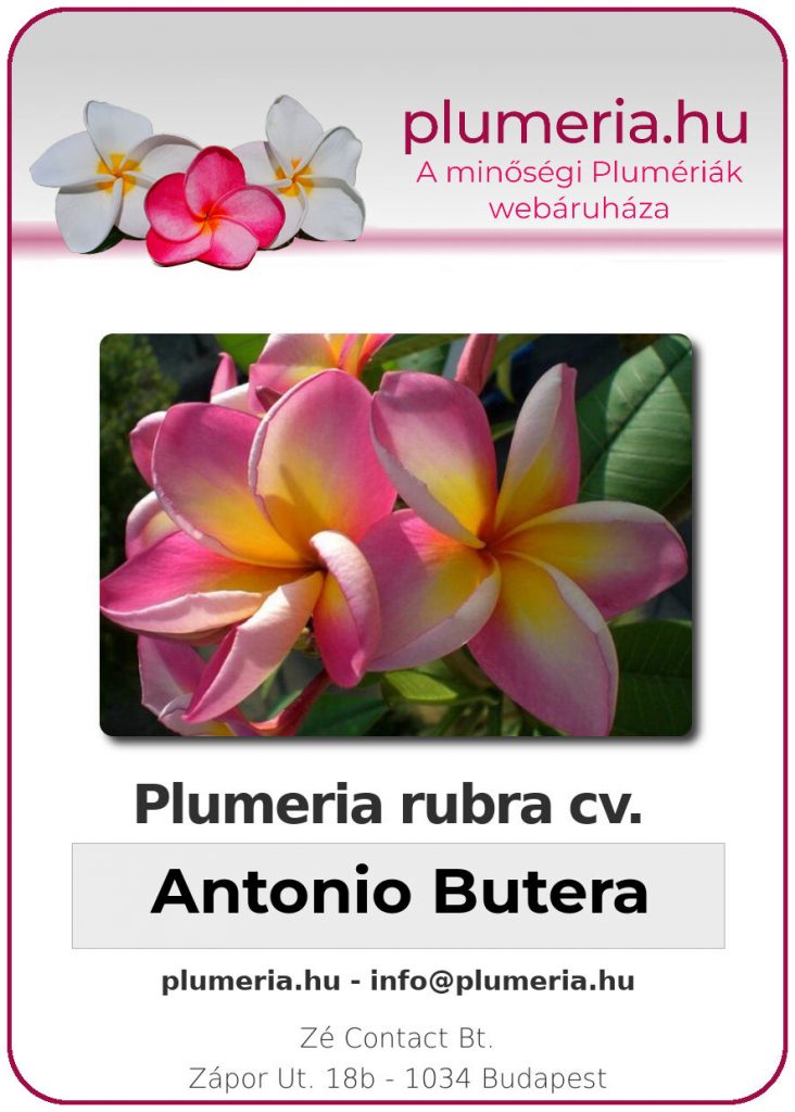 Plumeria rubra "Antonio Butera"