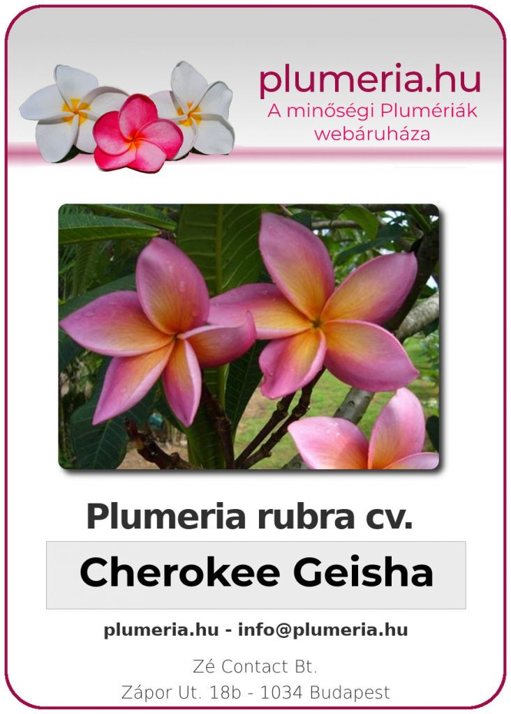 Plumeria rubra "Cherokee Geisha"