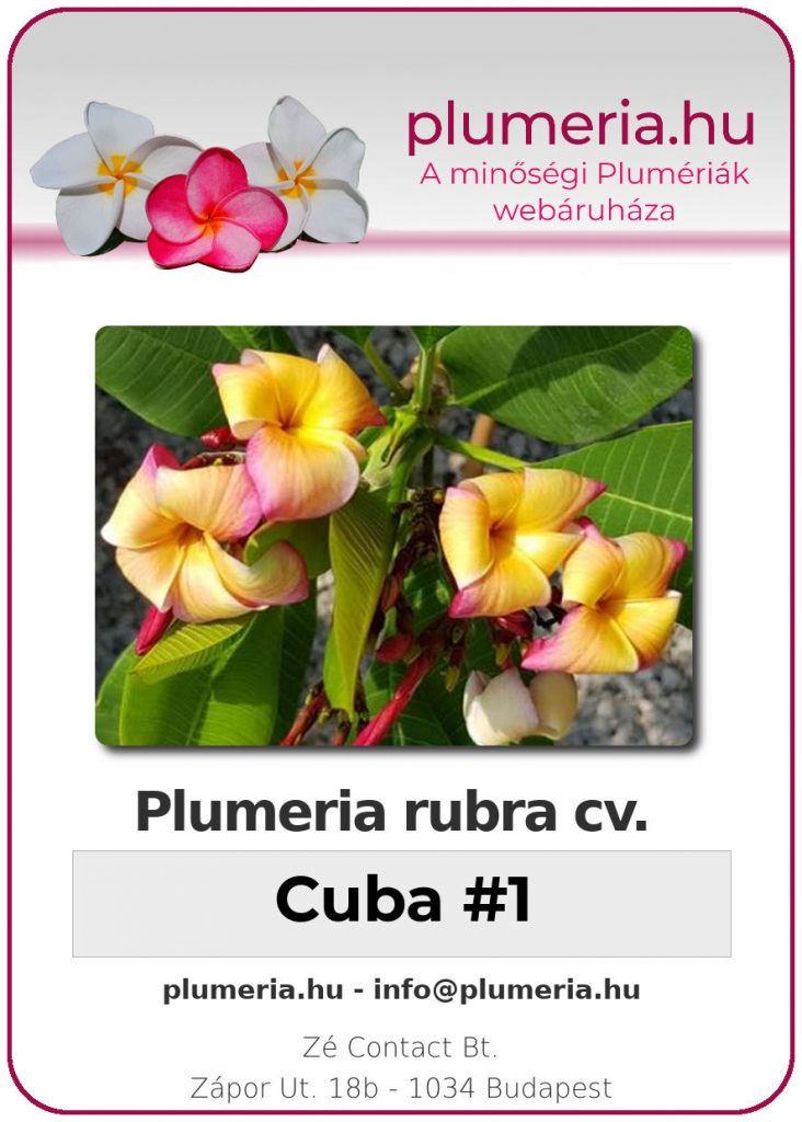 Plumeria rubra "Cuba #1"