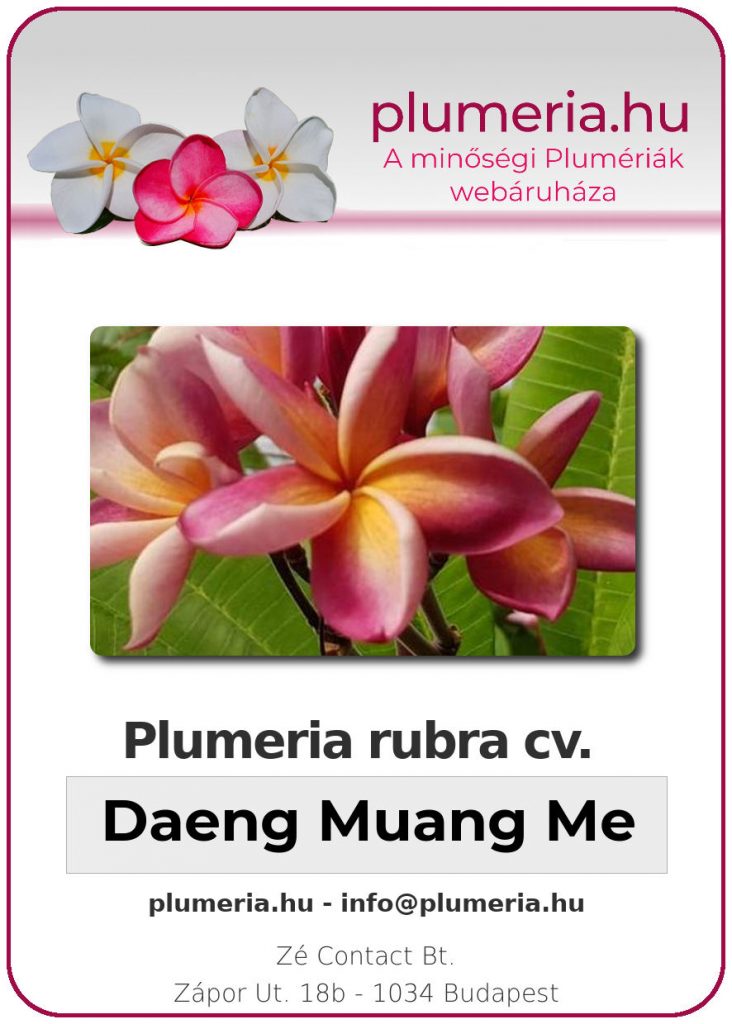 Plumeria rubra "Daeng Muang Mee"