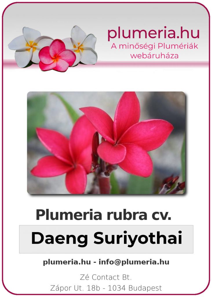 Plumeria rubra "Daeng Suriyothai"