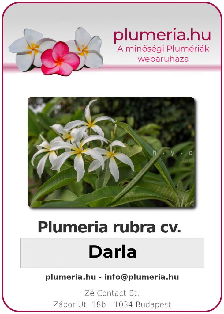 Plumeria rubra "Darla"