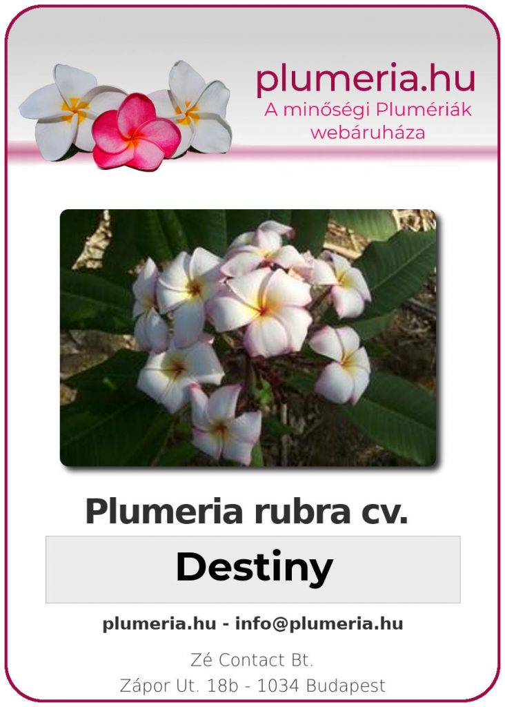 Plumeria rubra "Destiny"