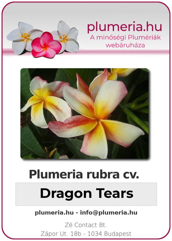 Plumeria rubra "Dragon Tears"