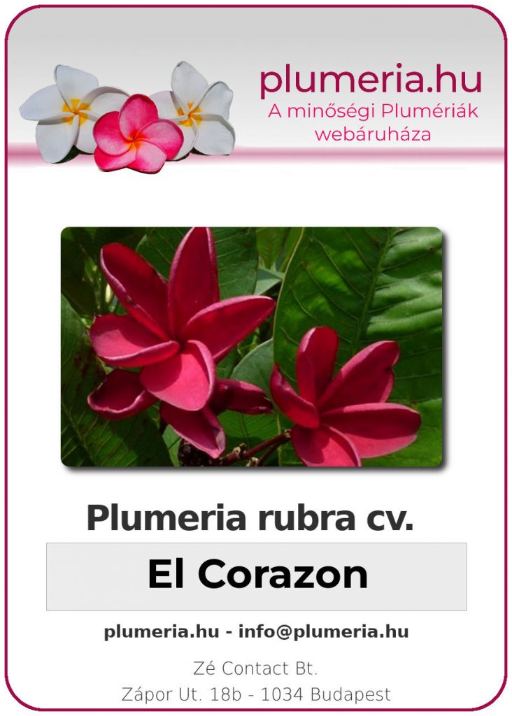 Plumeria rubra "El Corazon"