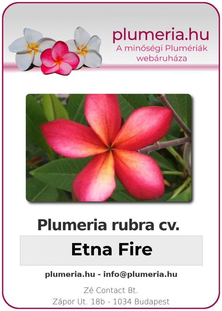 Plumeria rubra "Etna Fire"