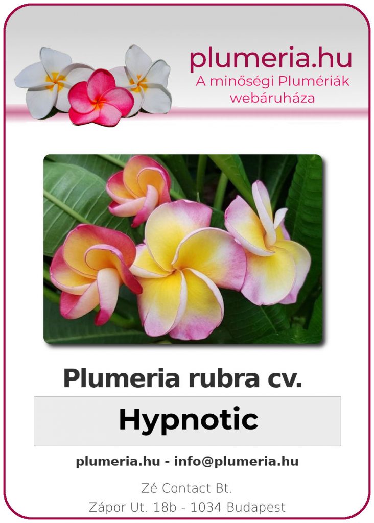 Plumeria rubra "Hypnotic"
