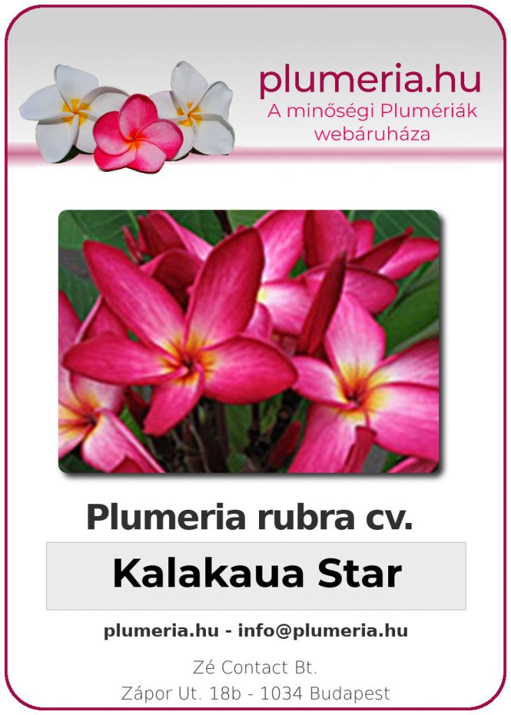 Plumeria rubra "Kalakaua Star"