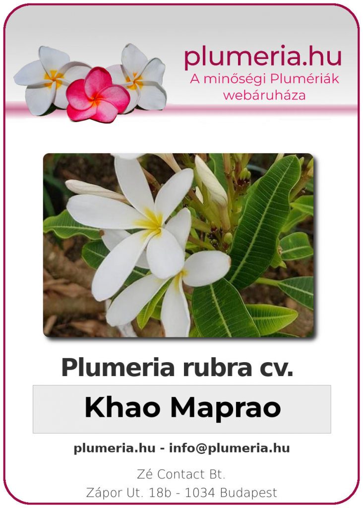 Plumeria rubra "Khao Maprao"
