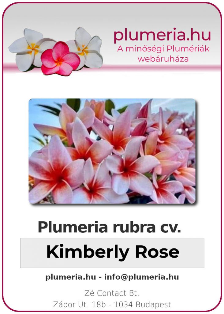 Plumeria rubra "Kimberly Rose"