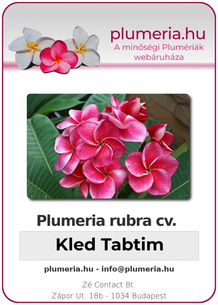 Plumeria rubra "Kled Tabtim"