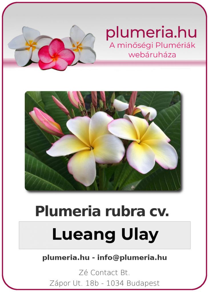 Plumeria rubra "Lueang Ulay"
