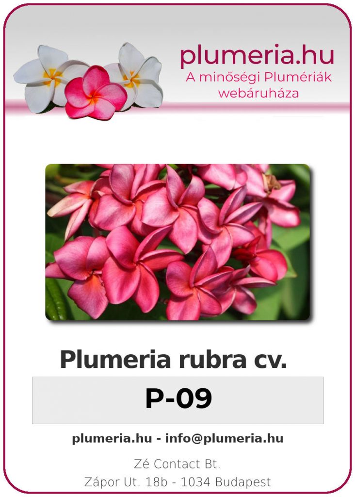 Plumeria rubra "P-09"
