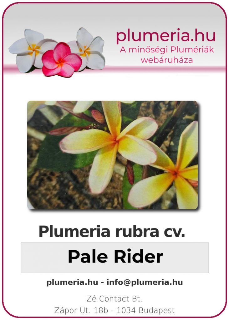 Plumeria rubra "Pale Rider"