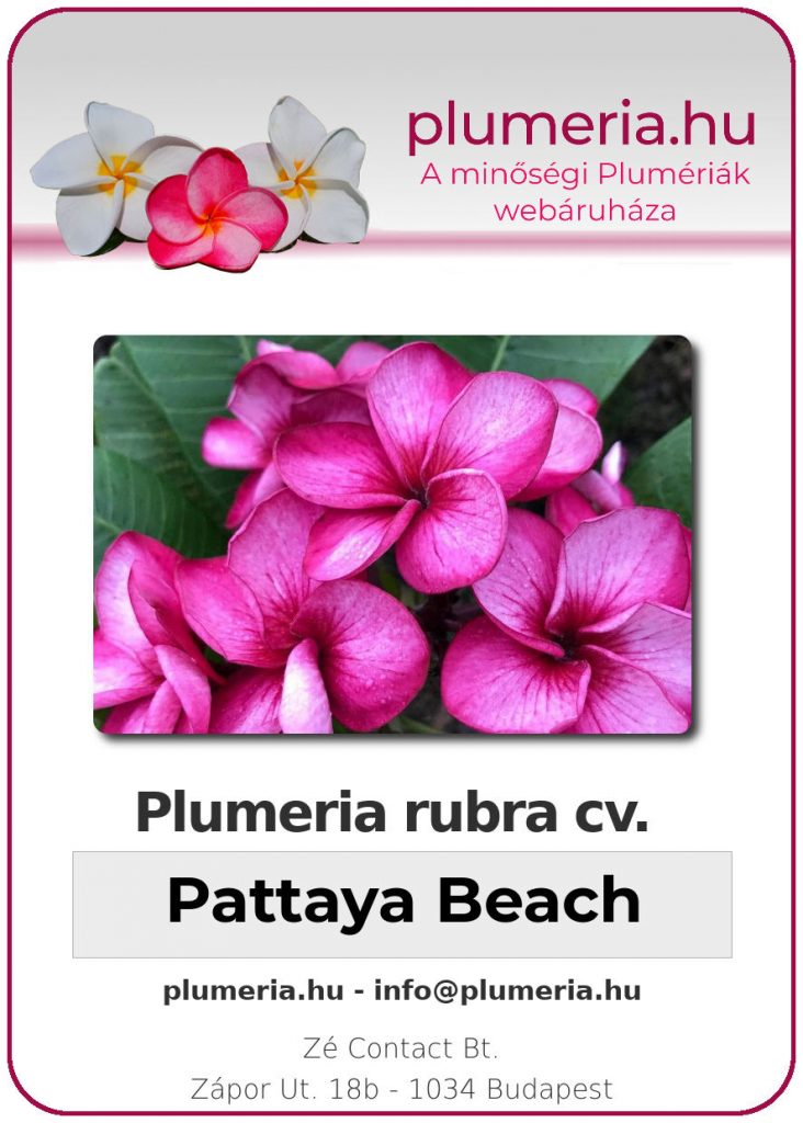 Plumeria rubra "Pattaya Beach"