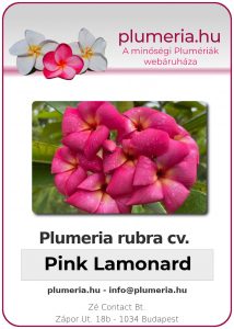 Plumeria rubra - "Pink Lamonard"